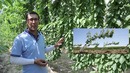 УФО (тик мевали шохлар) усулида гилос етиштириш