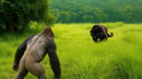 Неожиданная встреча! Приматы против леопарда
