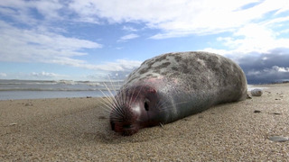 На пляжи Махачкалы вымывает тысячи мёртвых тюленей