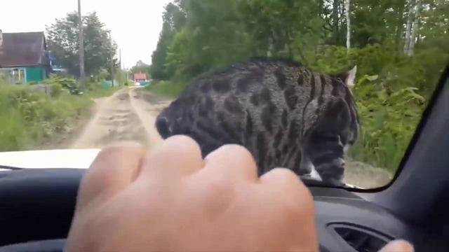 Кот на ходу машины залез на капот и так ехал дальше