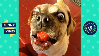 Try not to laugh – must watch funny animals