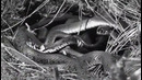 Assault on 5th – Serpents Kiss (Official Music Video 2022)