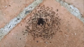 Муравьиная спираль смерти. Почему муравьи бегают по кругу до смерти