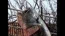 Рыбка
