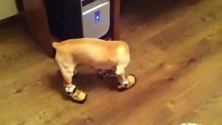 Пёс в ботинках