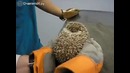 Как кричит ежик