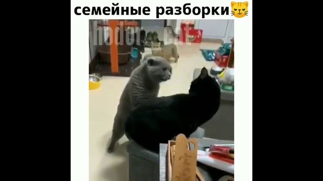 Семейные разборки