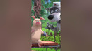 Это точно лечение свинки? #Shorts #машаимедведь #ЧудесаМедицины #MashaandtheBear #новаясерия