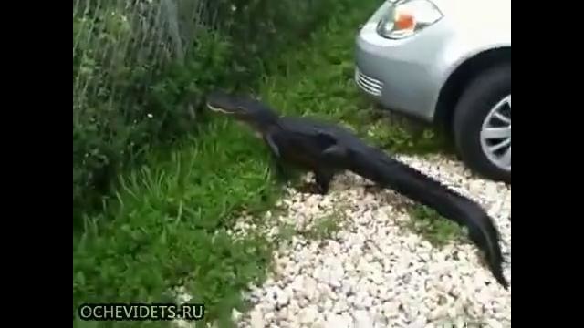 Ловкая рептилия Аллигатор из Флориды научился перелезать через изгородь