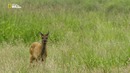 Nat Geo Wild: Прекрасная Америка: В стране гигантских секвой