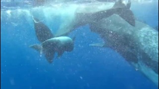 Необычная дружба кашалотов и дельфина