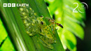 Super Dad Glass Frog Defends His Eggs From Wasps | 20 Years of Planet Earth II | BBC Earth