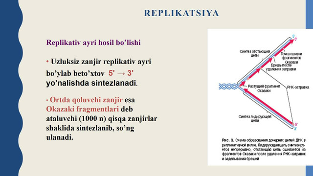 Replikatsiya, uning bosqichlari va boshqarilishi