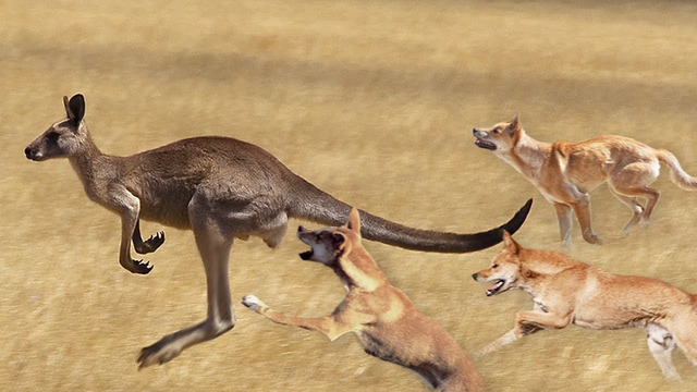 Их боятся Кенгуру и Огромные Вараны! Динго – Настоящие Австралийские Волки
