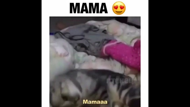 Кошка говорит Мама