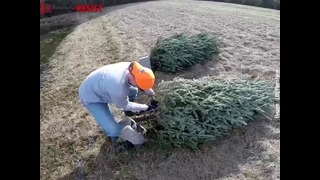 Зачем в США выбрасывают рождественские елки в озера
