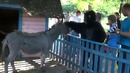 Классный розыгрыш человека в костюме гориллы
