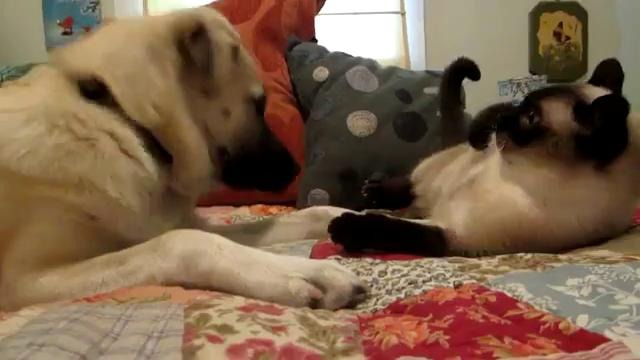 Cat & Dog ( Кошак против собаки ) чемпионат мира)