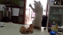 Папа учит котят