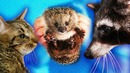 Реакция на живого ёжика енота хайпа и кота штирлица