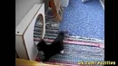 Кот берется с отражением