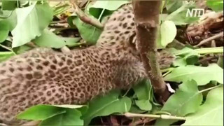 В Индии потерявшегося детёныша леопарда пытаются вернуть матери