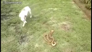 Пёс против кобры