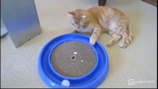 Кот играет в рулетку