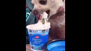 Rebellious Animals || Funny Dog and Cat Reaction Video #23