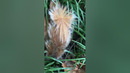 Squirrel Gets Revenge