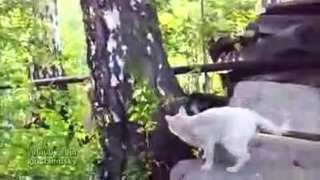Белка против кота