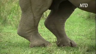Спустя 16 лет белые носороги вернулись в нацпарк «Гарамба» в ДР Конго