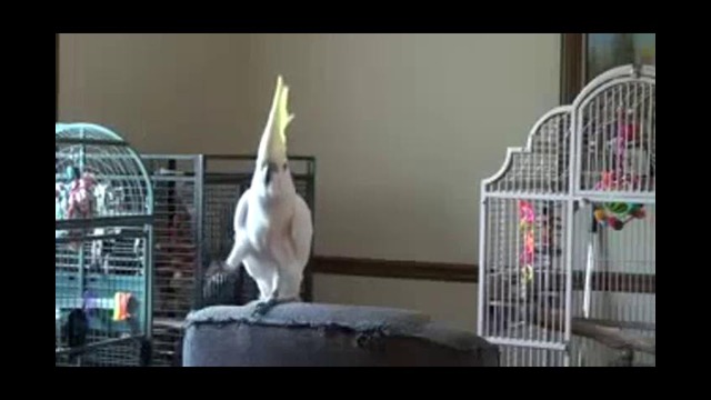 Самый известный попугай интернета танцует в память о Джексоне
