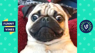 Try not to laugh – funny dogs
