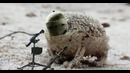 Angry Tachanka Frog / Злая Лягушка-Тачанка