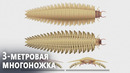Как выглядела голова самой крупной многоножки на Земле, показали учёные