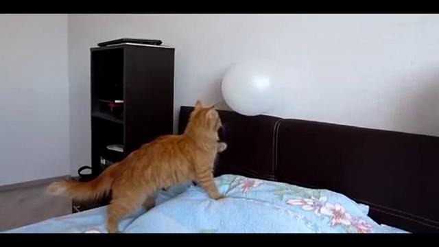 Кот и воздушный шарик – первое знакомство