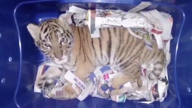 Собака-ищейка спасла тигрёнка из почтового контейнера