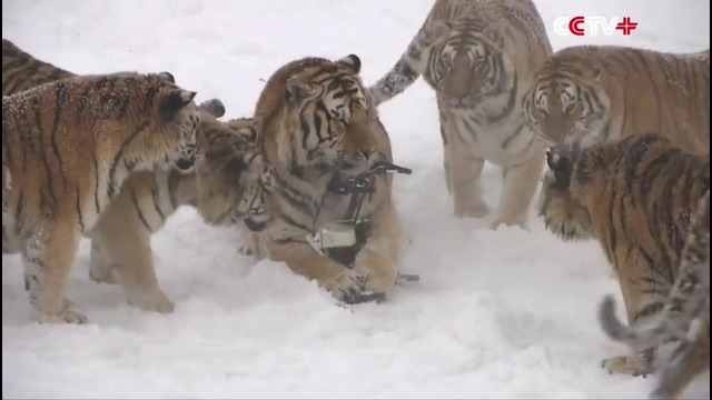 Амурские тигры из китайского зоопарка устроили охоту на дроны