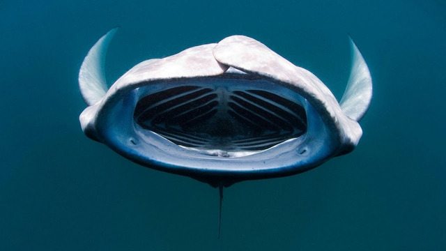 Гигантский Морской Дьявол или просто СКАТ МАНТА – удивительная подводная бабочка