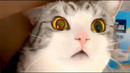 Cute Cat Bloopers | Funny Pet Videos