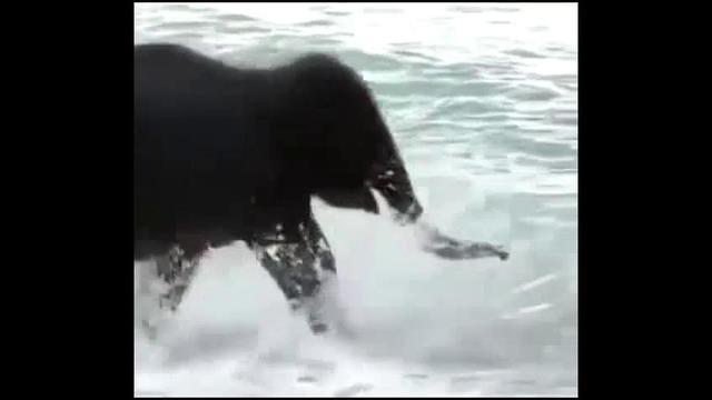 Слоненок первый раз видит море