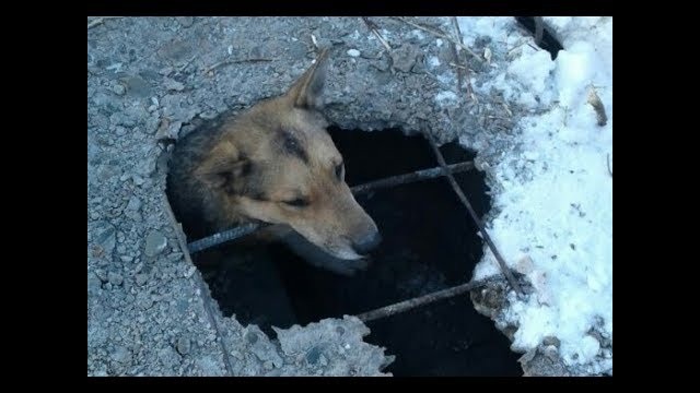 Чтобы спасти пса спасатели разбили бетонную плиту