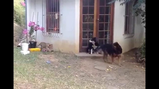 Львенок испугал собаку