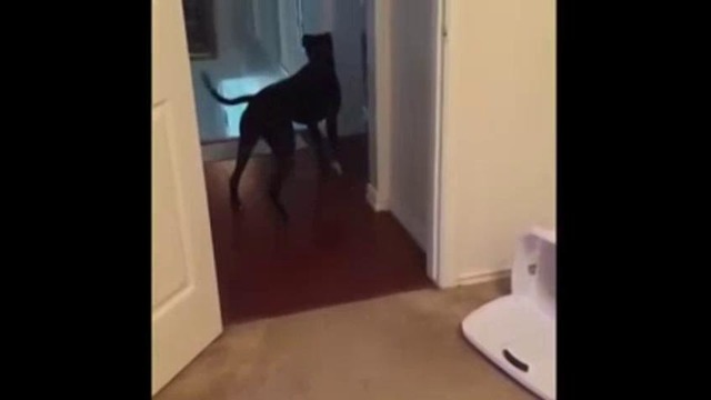 Собака, которая боится проходить через дверные проемы
