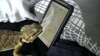Игуана играет в iPad