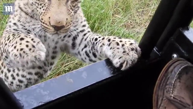 Знакомство туриста с леопардом