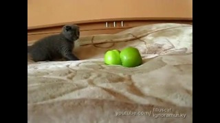 Котенок и страшные яблоки