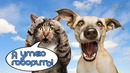 Говорящие коты и кошки