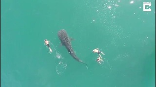 У берегов Мексики сняли на видео гигантскую китовую акулу